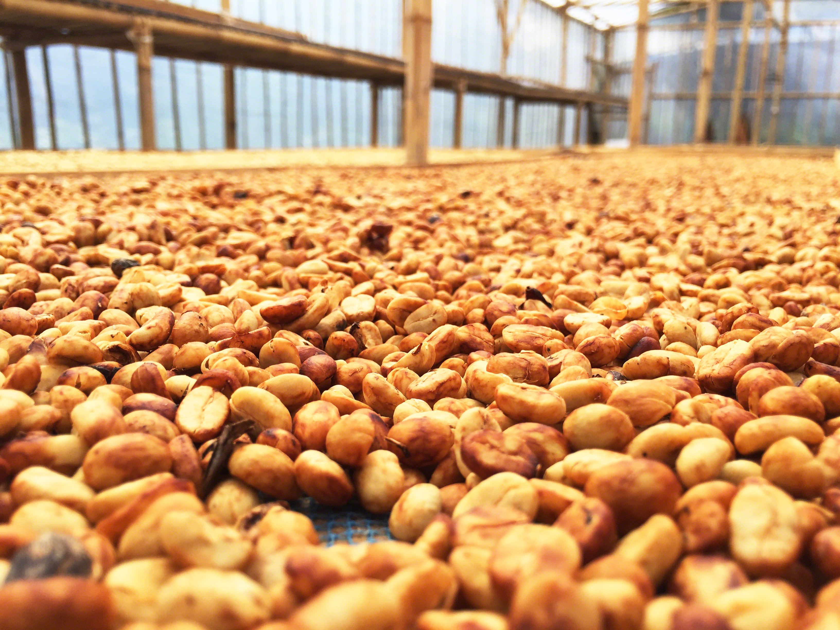 honey processed coffee