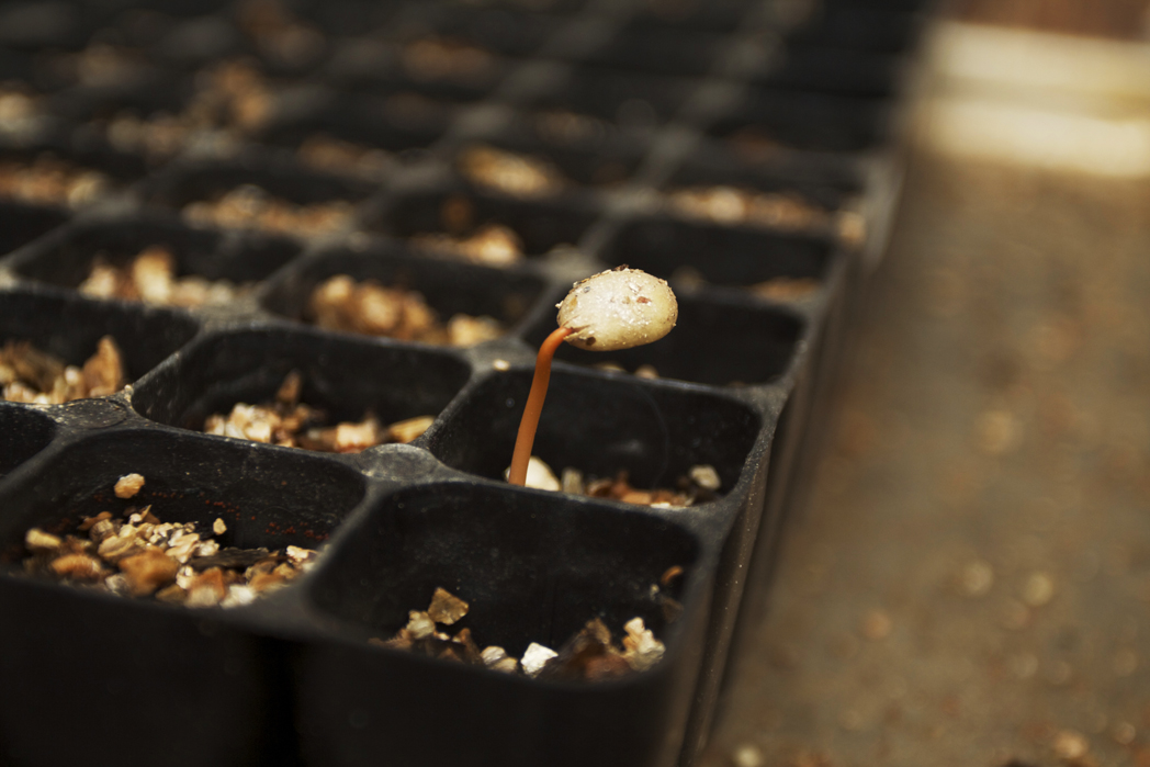 seed sprouting