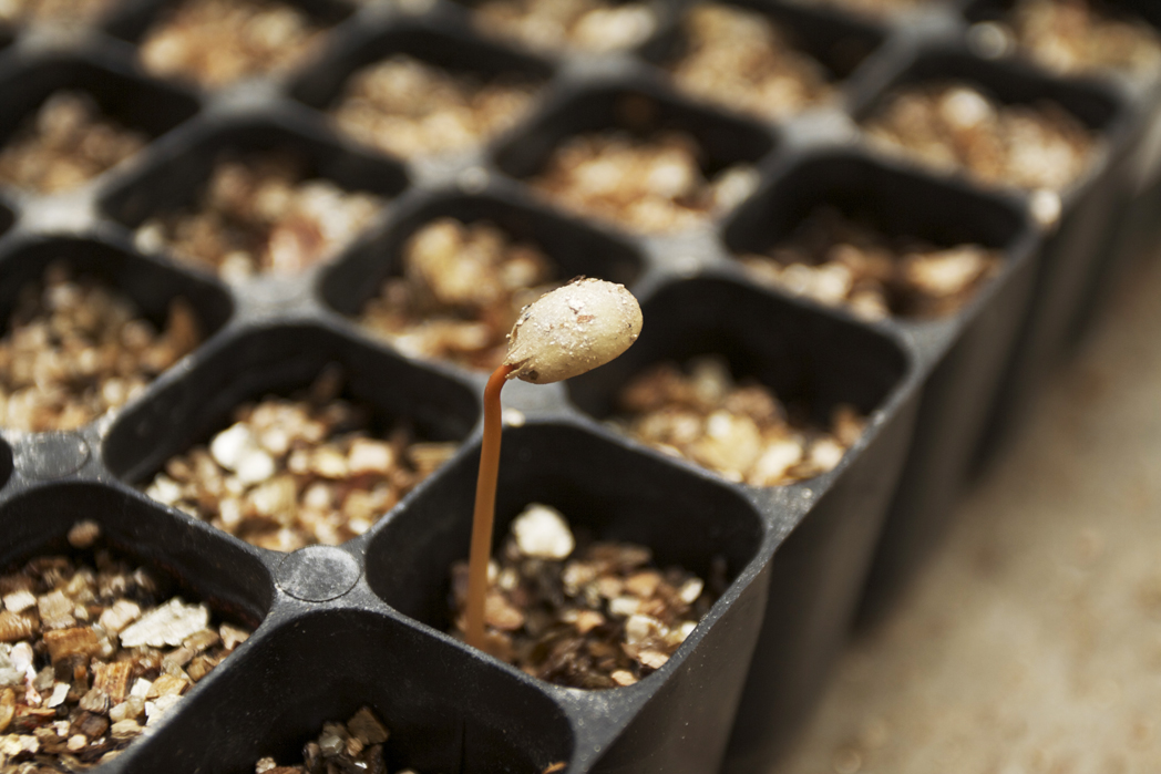 seeds sprouting