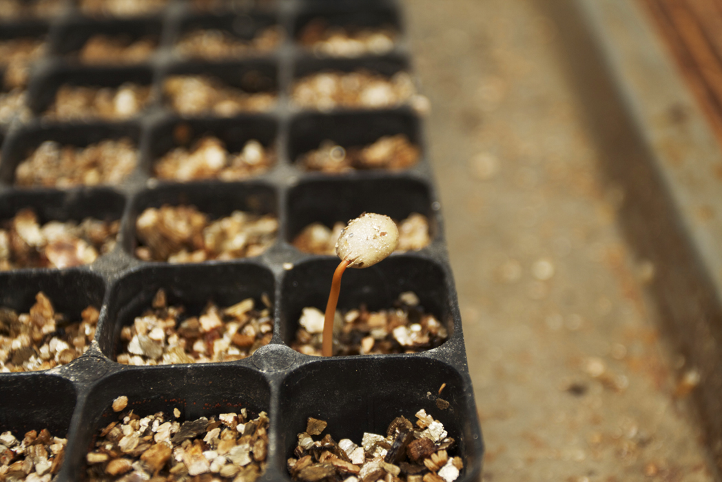 seeds sprouting