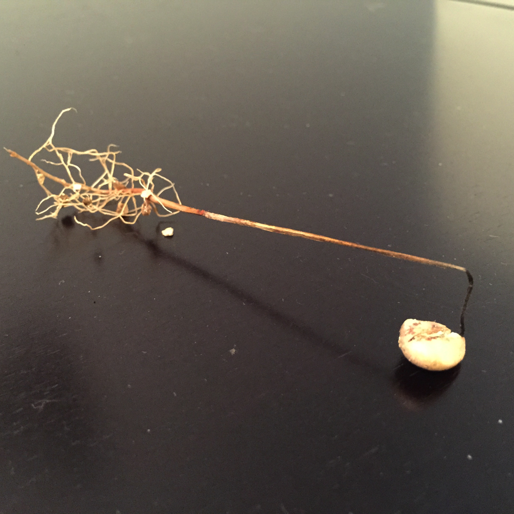 roots of dying seedling