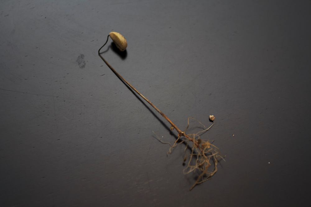 roots of dying seedling