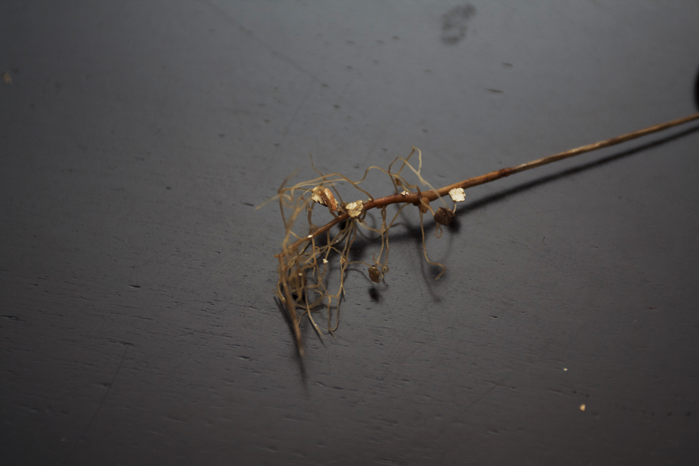 roots of dying seedling