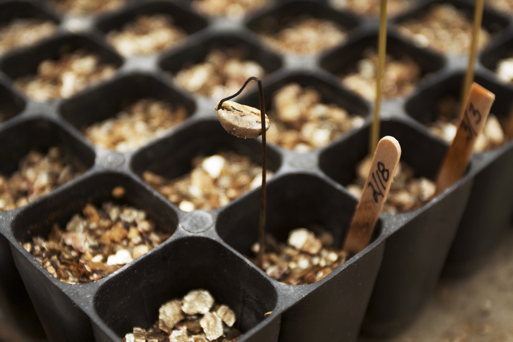 dying seedling