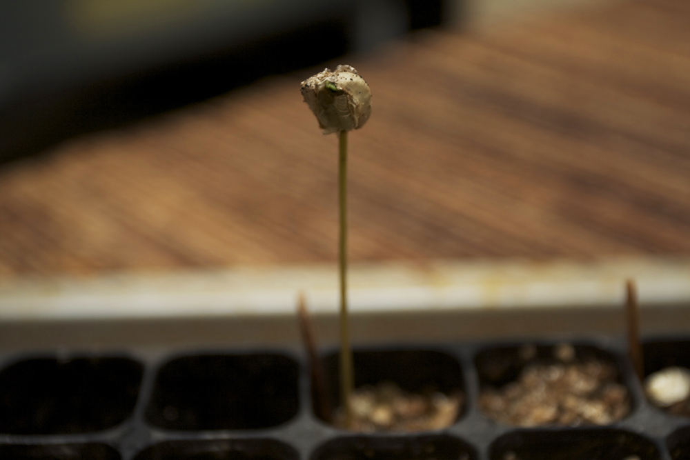 leaf emerges from seedling