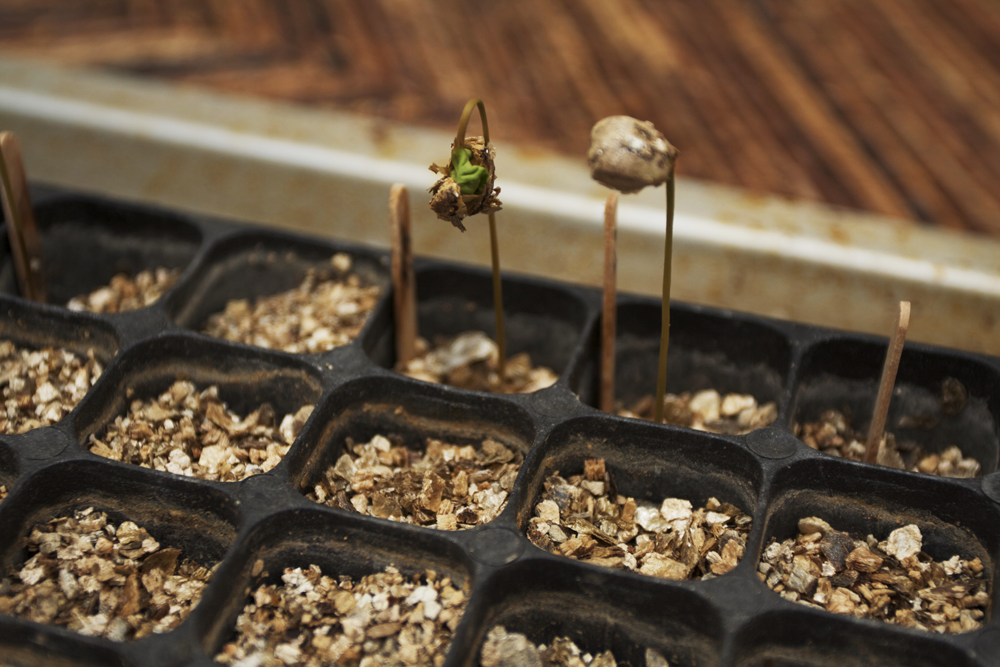 seedling leafs emerge