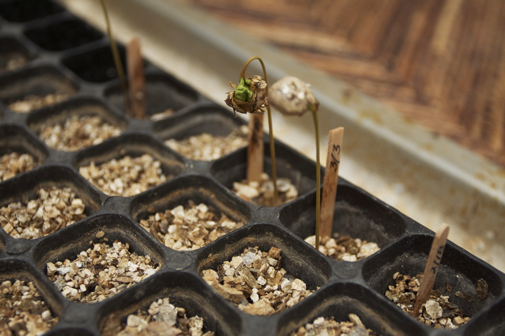 leaves emerge from seedling