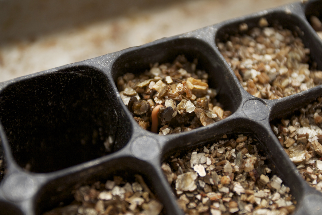 seeds emerging