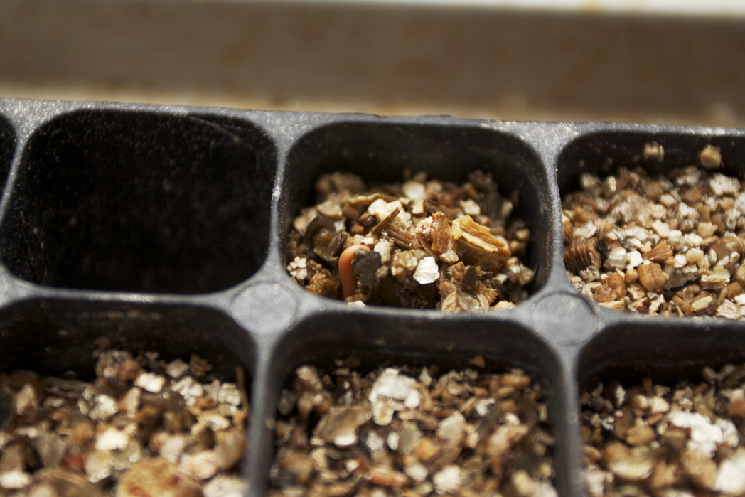 seeds emerging