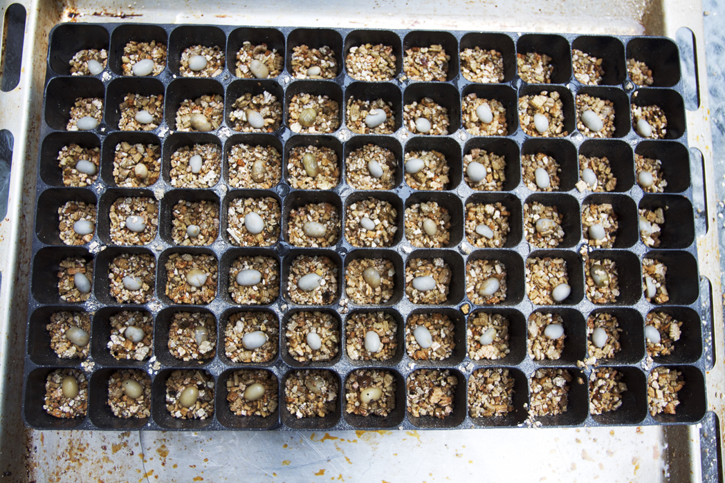 seeds in planter