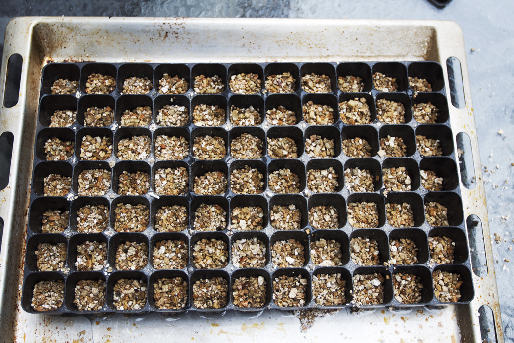 seeds in a planter