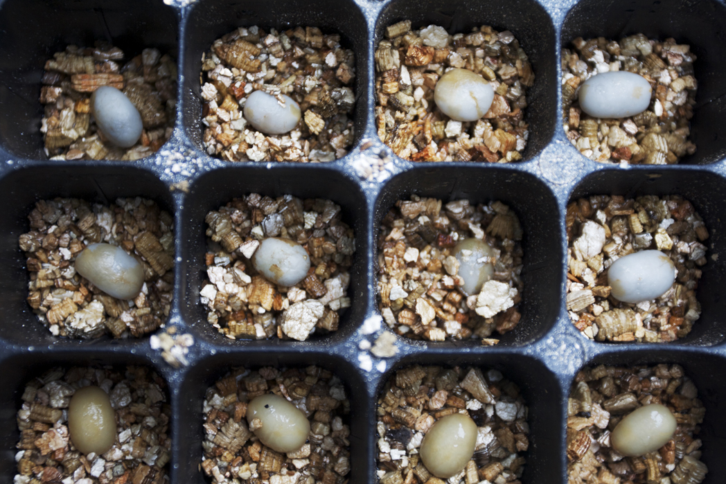 seeds in a planter