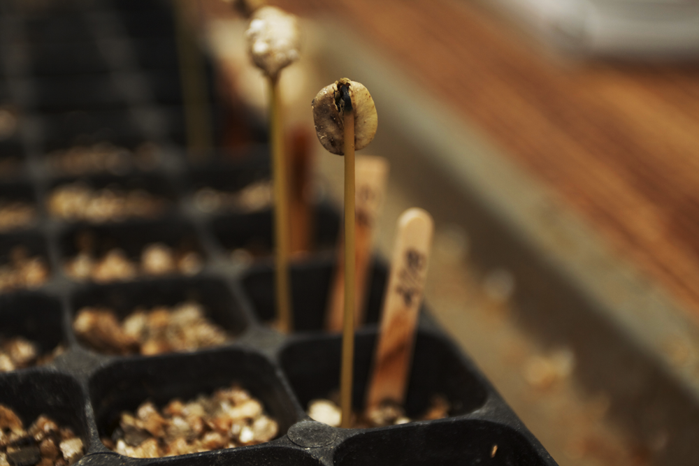 seeds and sticks