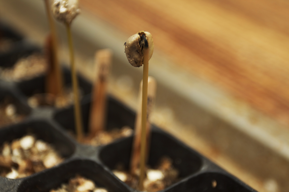 seeds and sticks