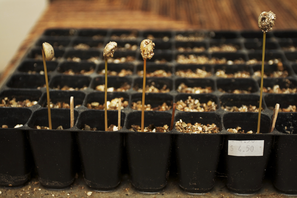 seeds and sticks