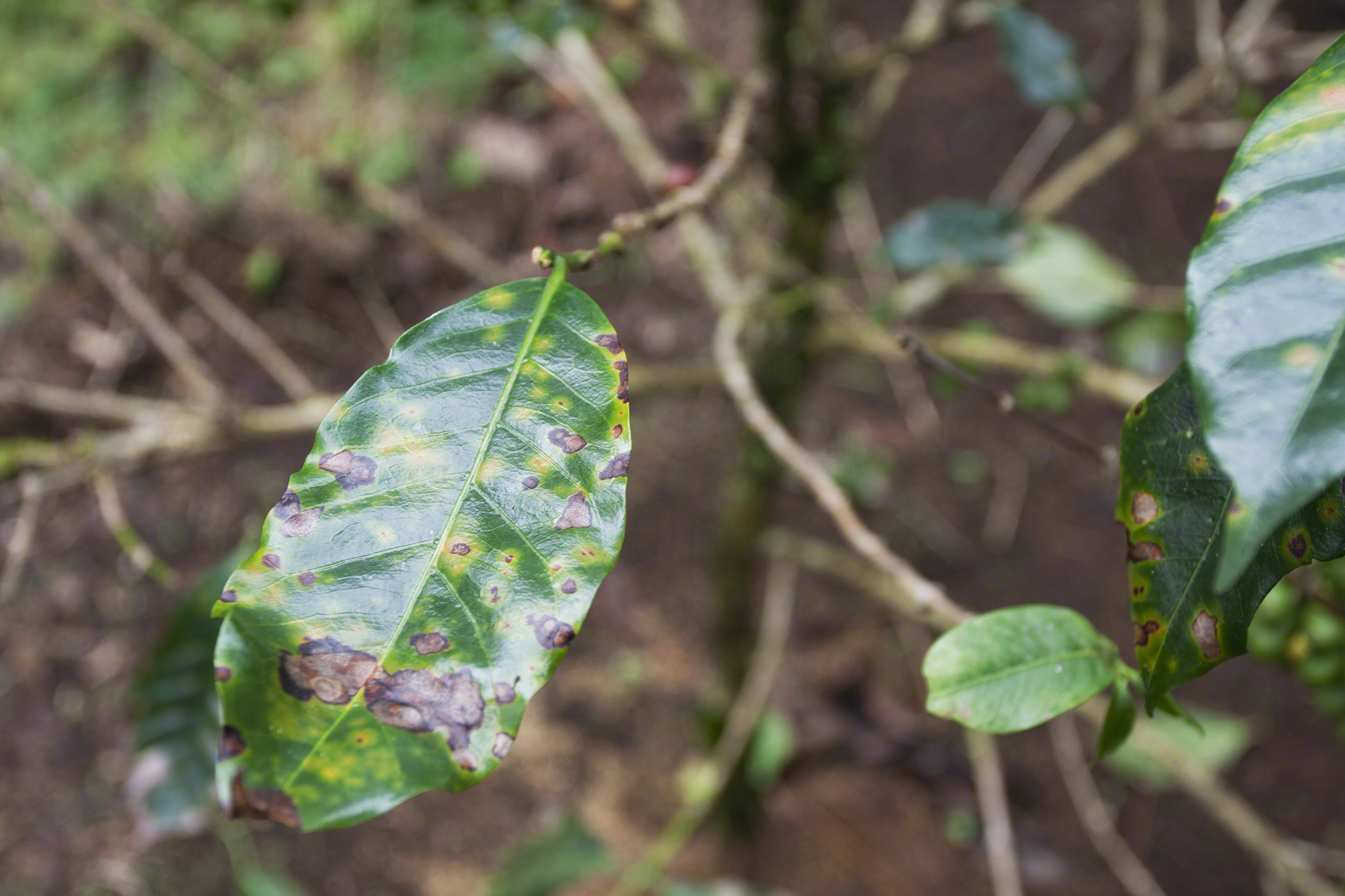 coffee leaf rust