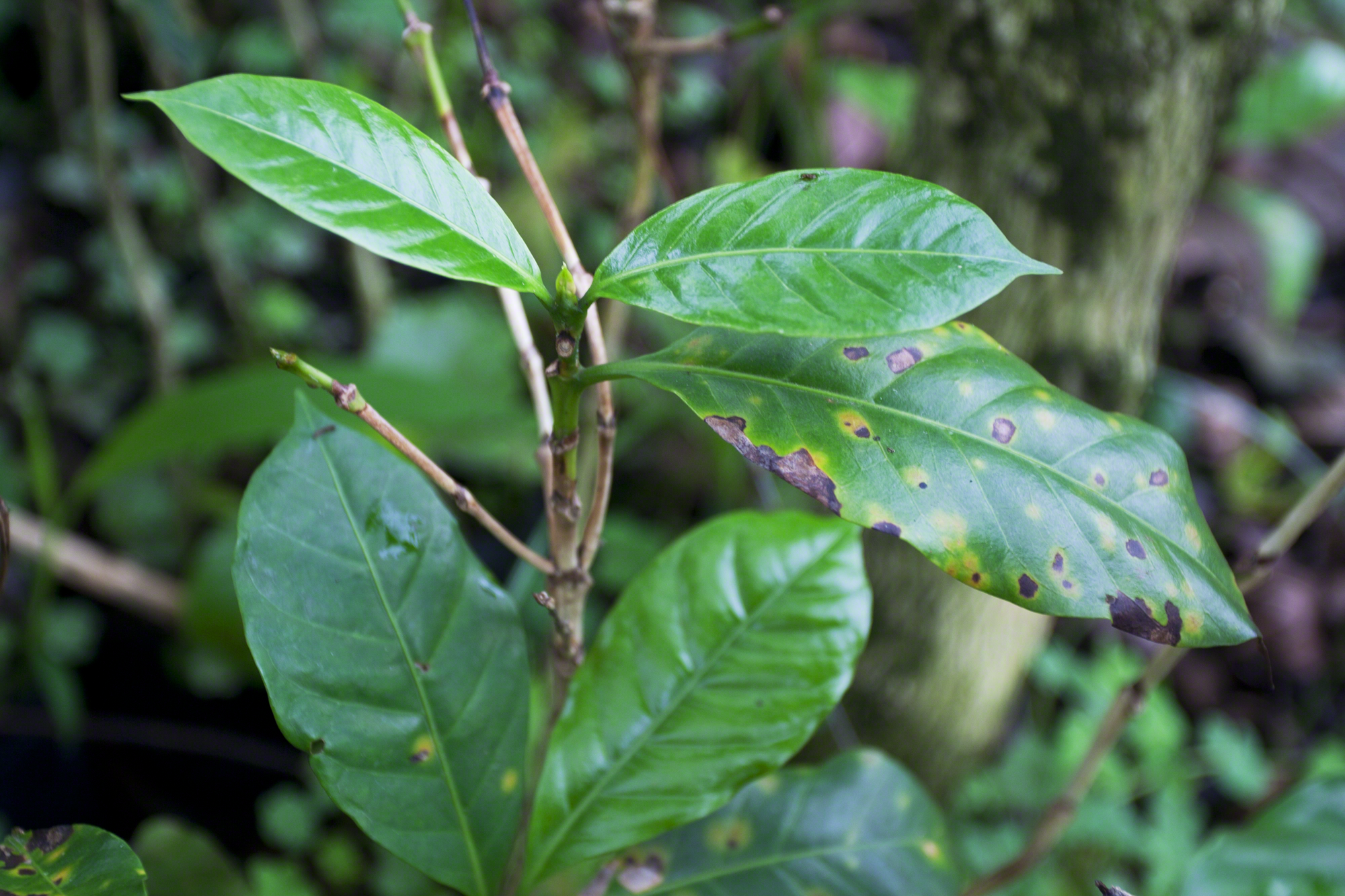coffee leaf rust