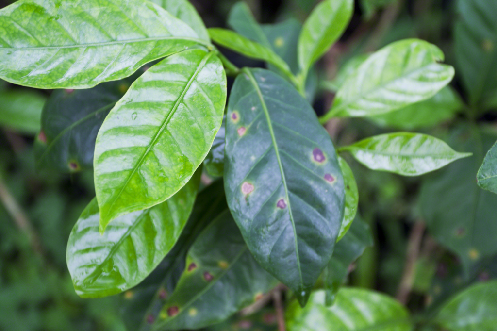 coffee leaf rust