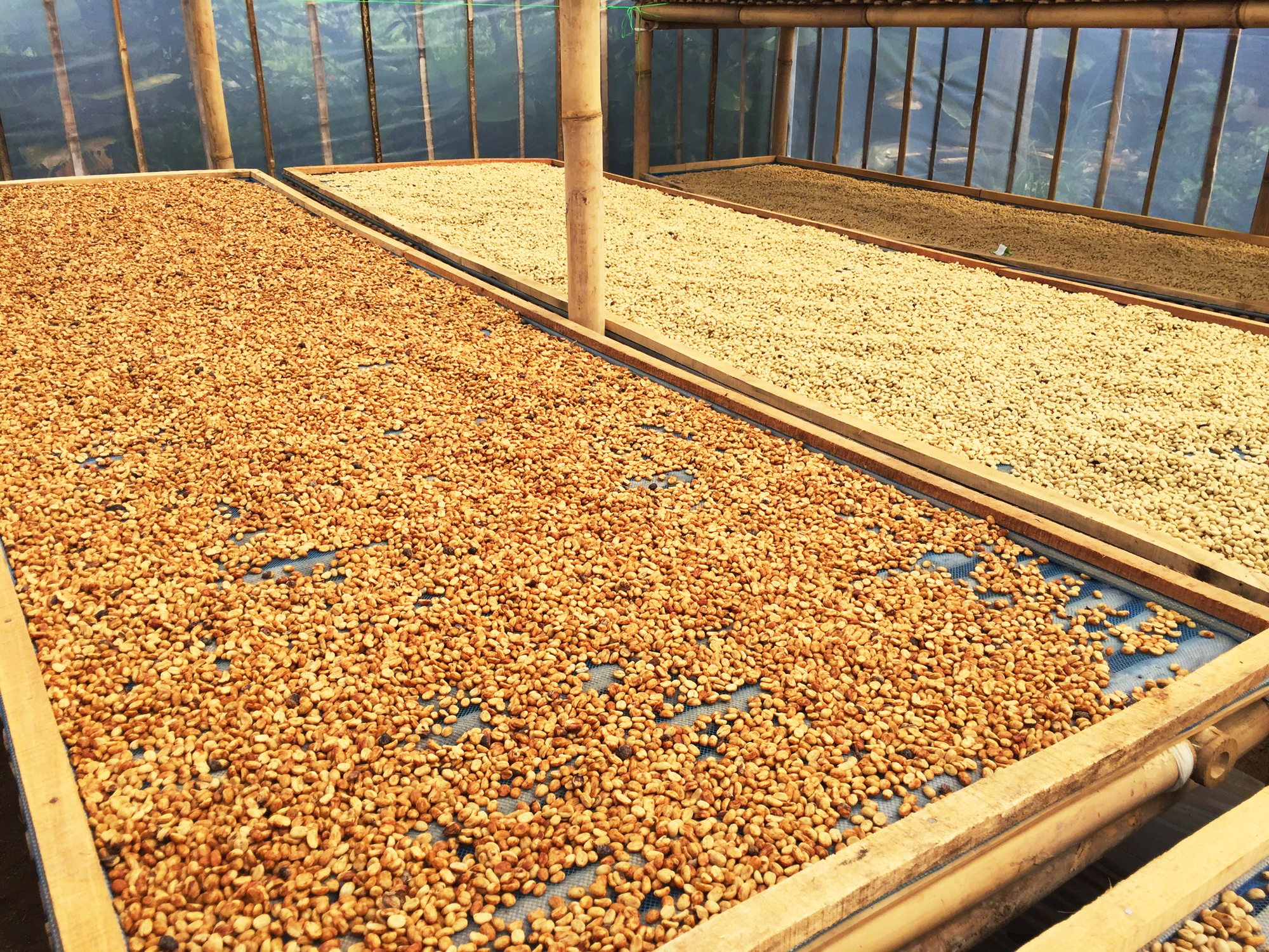 coffee drying