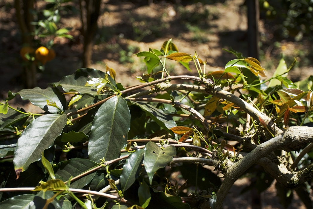 many new leaves