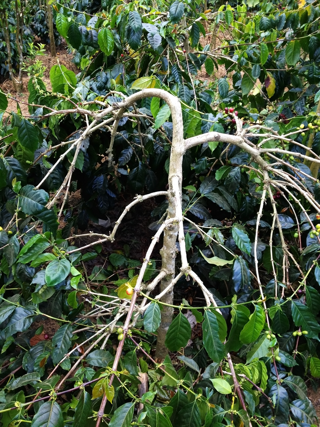 freshly pruned tree